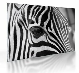 Staklena slika zebre (70x50 cm)