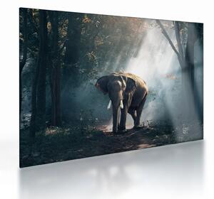 Staklena slika slona u džungli (70x50 cm)
