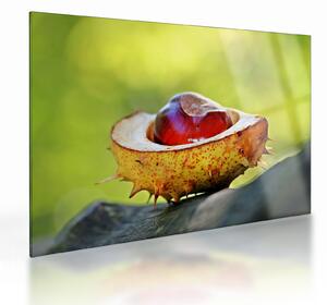 Staklena slika kestena (70x50 cm)