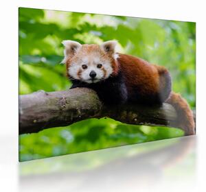Staklena slika crvene pande (70x50 cm)