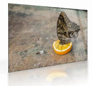 Staklena slika leptira (70x50 cm)