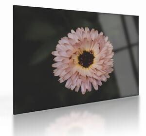 Staklena slika narančastog cvijeta (70x50 cm)