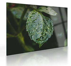 Staklena slika - kapi na listu (70x50 cm)