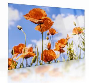 Staklena slika maka (70x50 cm)