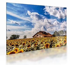 Staklena slika polja suncokreta (70x50 cm)