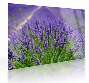Staklena slika - lavanda (70x50 cm)