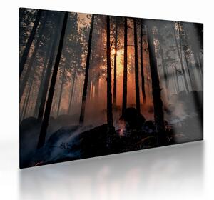 Staklena slika mračne šume (70x50 cm)