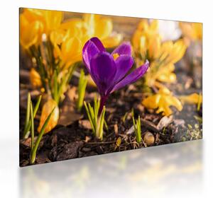 Staklena slika ljubičastog cvijeta (70x50 cm)