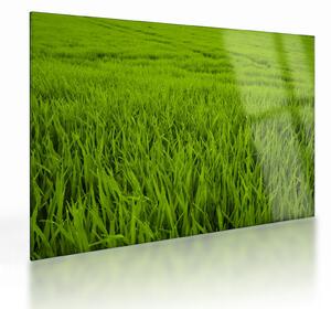 Staklena slika trave (70x50 cm)