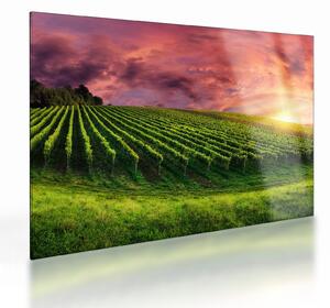 Staklena slika vinograda s obojenim nebom (70x50 cm)