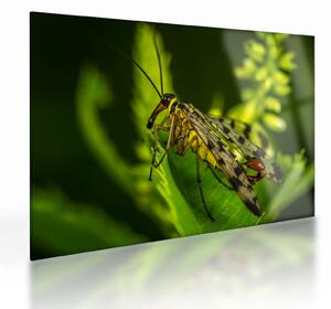 Staklena slika kukca (70x50 cm)
