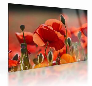 Staklena slika maka (70x50 cm)