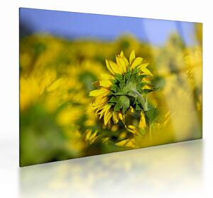Staklena slika suncokreta (70x50 cm)