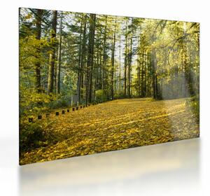 Staklena slika - šuma u jesen (70x50 cm)