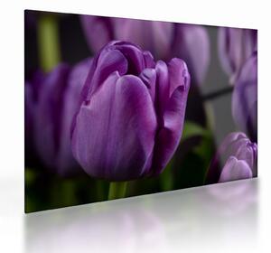 Staklena slika cvjetova tulipana (70x50 cm)