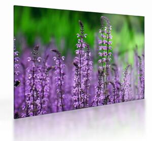 Staklena slika ljubičastog livadskog bilja (70x50 cm)