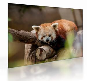 Staklena slika crvene pande (70x50 cm)