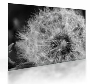 Staklena slika - paperje maslačaka (70x50 cm)