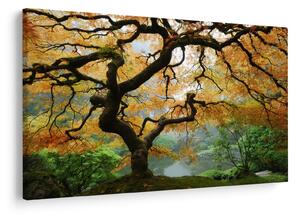Slika rumenega japonskega javorja, Portland, Oregon (90x60 cm)
