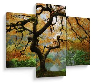 Slika rumenega japonskega javorja, Portland, Oregon (90x60 cm)
