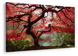 Slika rdečega japonskega javorja, Portland, Oregon (90x60 cm)