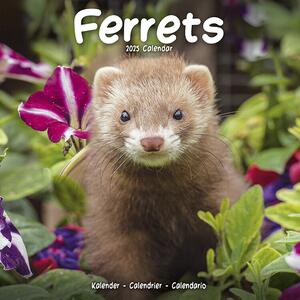 Kalendar 2025 Ferrets