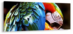 Slika - Papiga (120x50 cm)