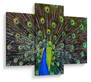 Slika - Paun (90x60 cm)