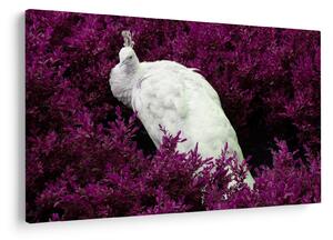 Slika - Bijeli paun (90x60 cm)