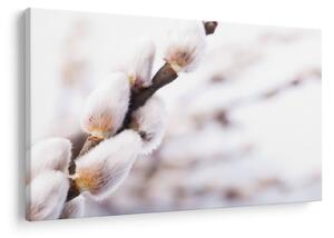 Slika - Grana s macicama vrbe ive (90x60 cm)