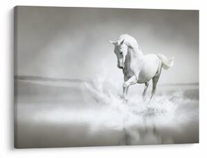 Slika - Bijeli konj (70x50 cm)