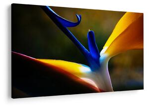 Slika - Egzotični cvijet (90x60 cm)