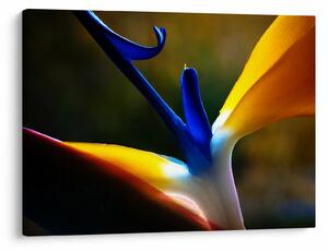 Slika - Egzotični cvijet (70x50 cm)