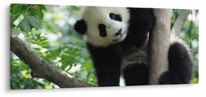 Slika - Panda na drvetu (120x50 cm)
