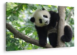 Slika - Panda na drvetu (90x60 cm)
