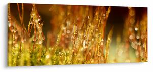 Slika - Detalj rose (120x50 cm)
