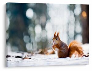 Slika - Vjeverica (70x50 cm)