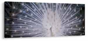 Slika - Bijeli paun (120x50 cm)