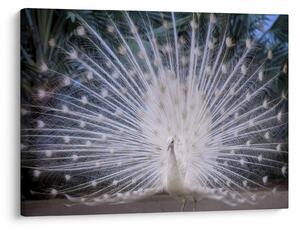 Slika - Bijeli paun (70x50 cm)