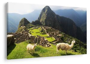 Slika - Lame u Machu Picchu (90x60 cm)