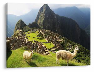 Slika - Lame u Machu Picchu (70x50 cm)