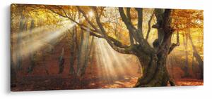 Slika - Jesenje svjetlo (120x50 cm)