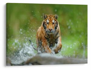 Slika - Tigar koji trči (70x50 cm)