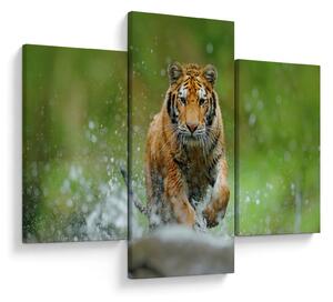 Slika - Tigar koji trči (90x60 cm)