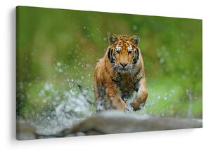 Slika - Tigar koji trči (90x60 cm)