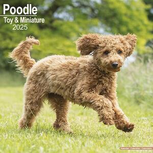 Kalendar 2025 Poodle