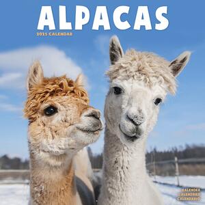 Kalendar 2025 Alpacas