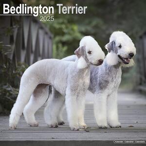 Kalendar 2025 Bedlington Terrier