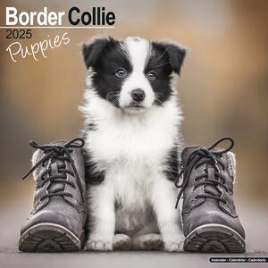 Kalendar 2025 Border Collie Puppies