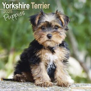 Kalendar 2025 Yorkshire Terrier Puppies